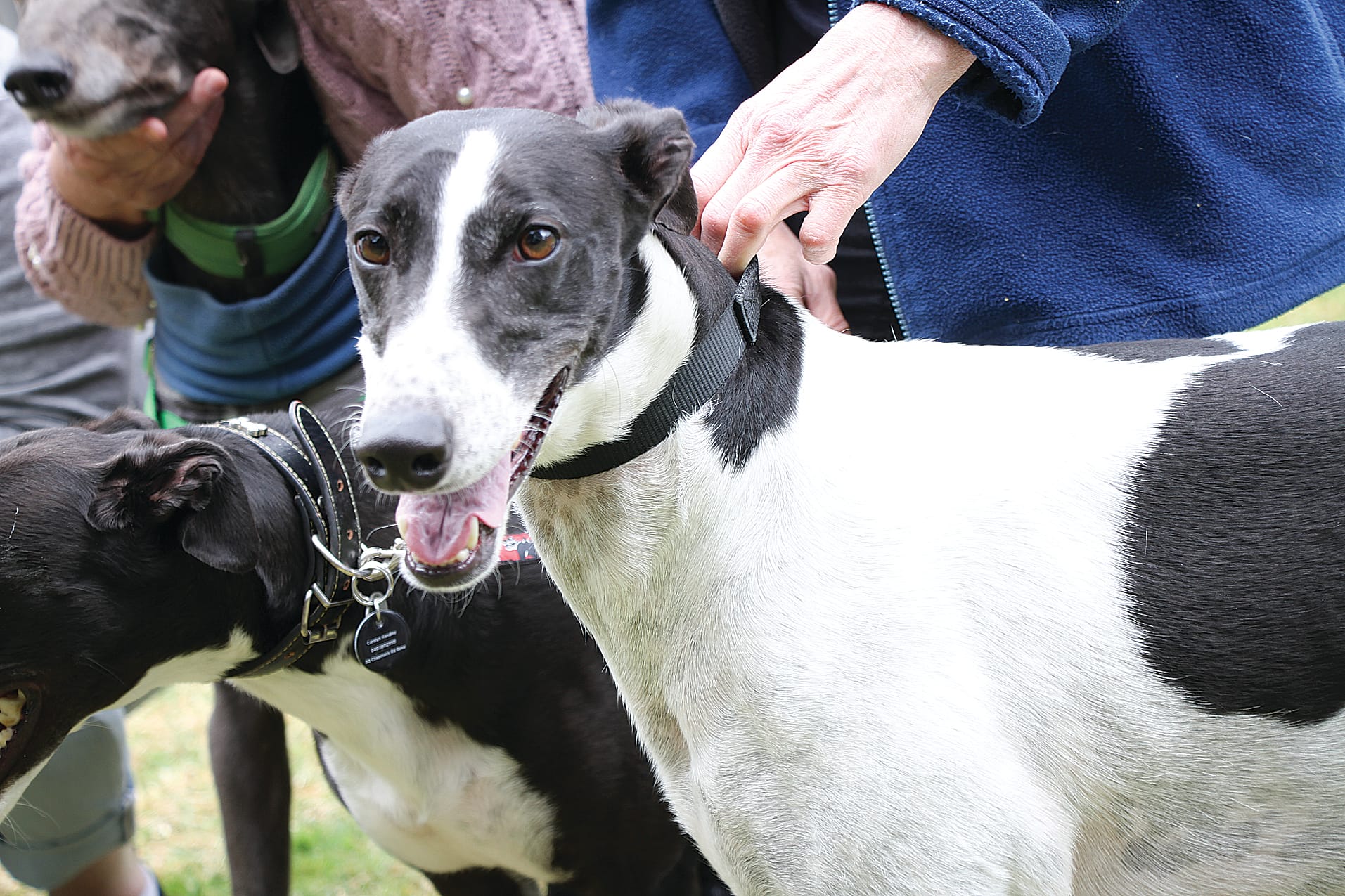 Rescued greyhound Leftie loves sleeping on the couch. B19_3924