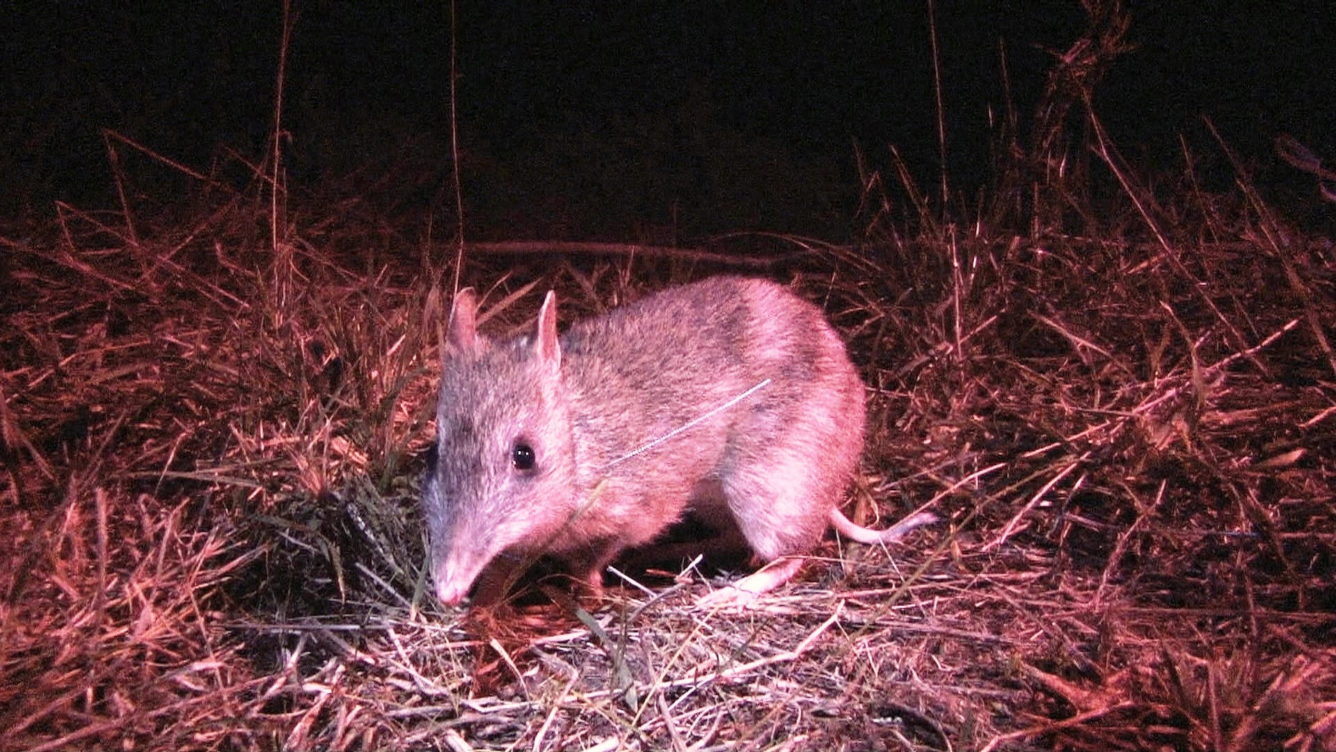 Help protect endangered bandicoots when driving