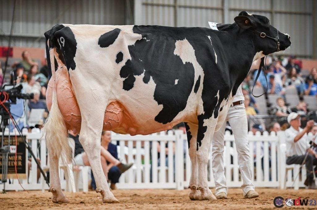 A Holstein “Avonlea Stanleycup Evie” (Stanleycup) shown by J&M Deenen and D&A Mathews Leongatha South claimed the reserve interbreed title but more importantly was the top Friesian exhibit.