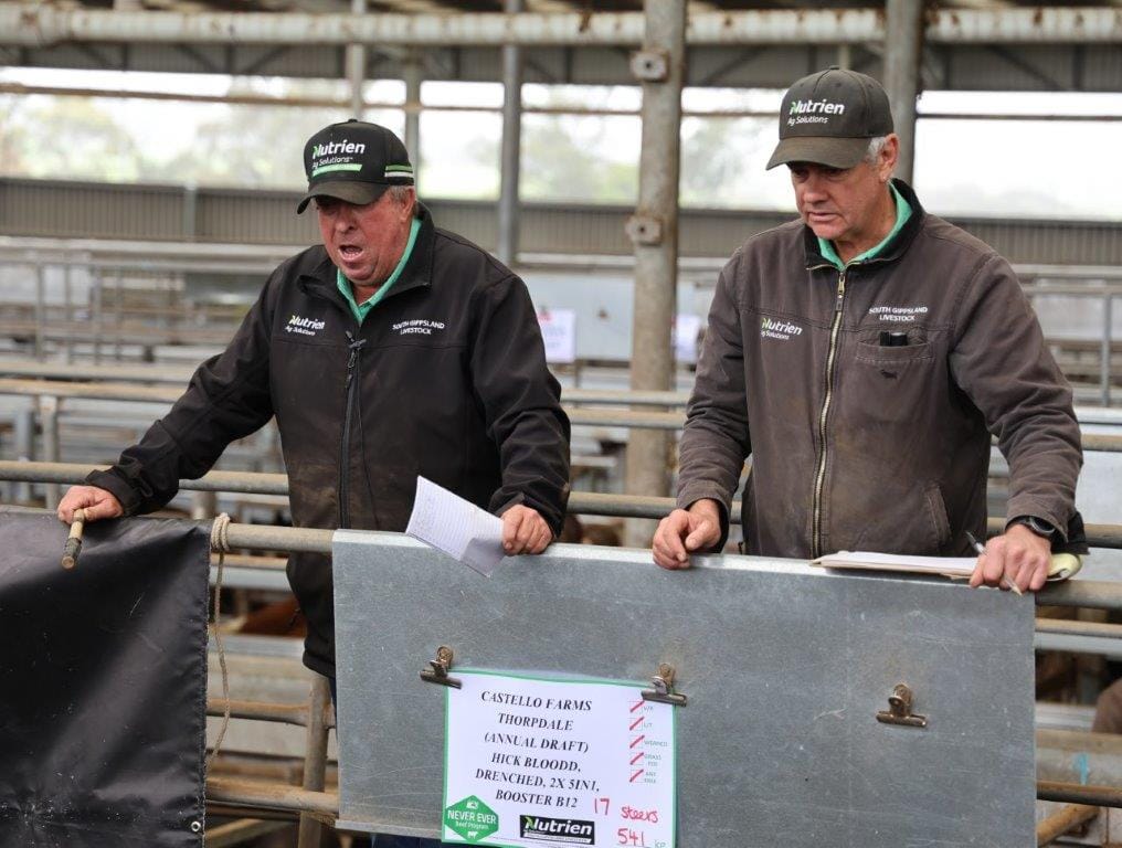 Nutrien Ag Solutions auctioneer Brian McCormack calls for bids with stockman Kevin Clark keeping track of the busy round of store sales at Leongatha VLE Saleyards last Friday.