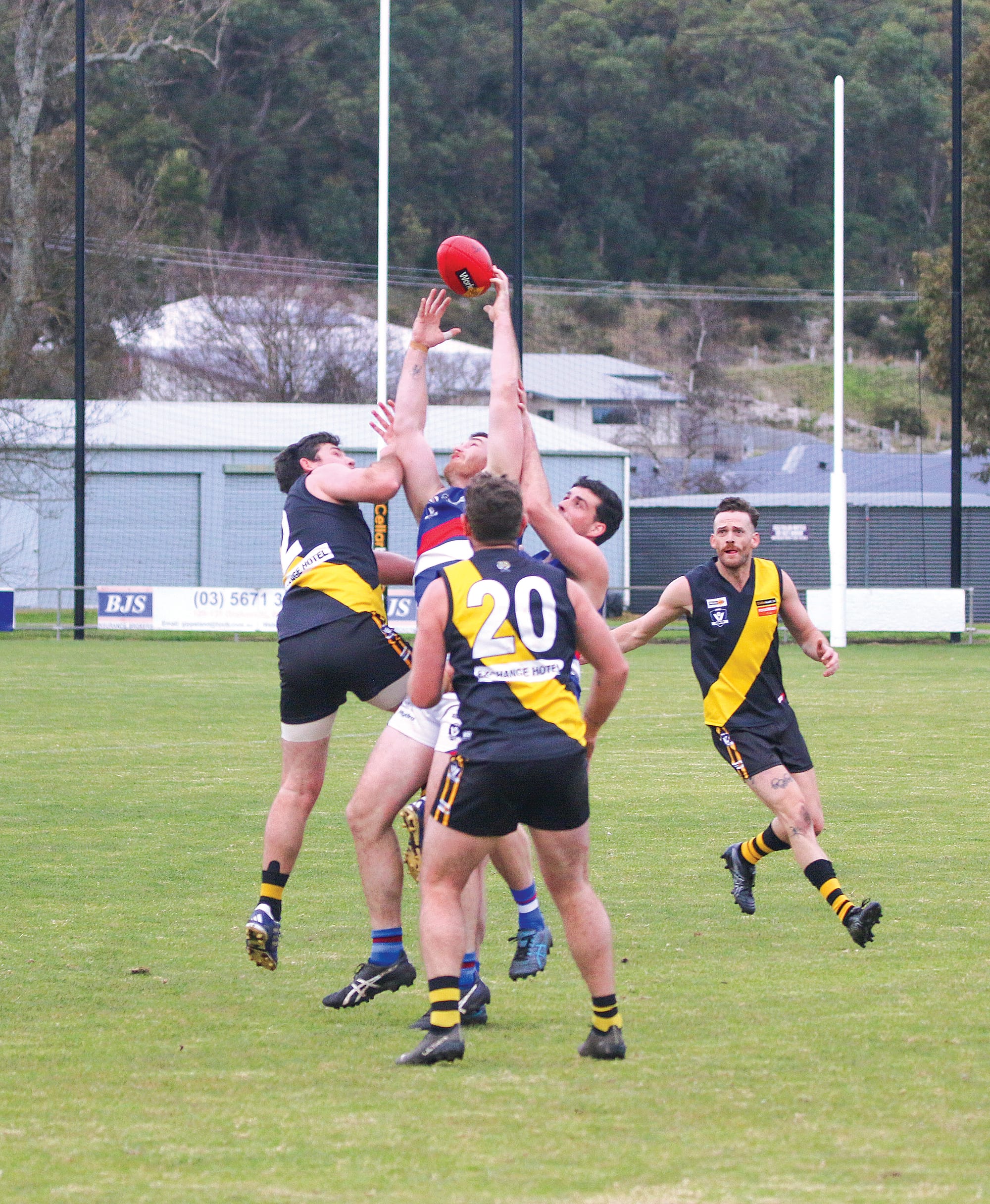 The Tigers have the bulldog surrounded. ob16_2624