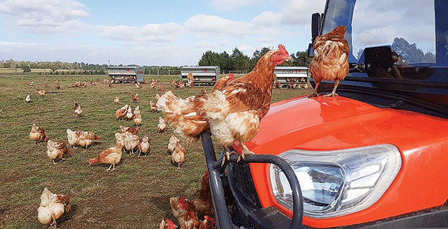High-quality machinery ‘eggs-tracts’ best results