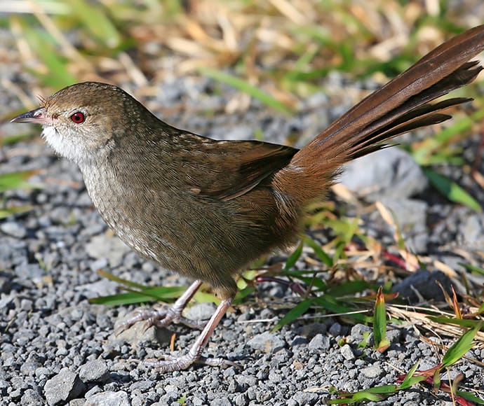 Saving the precious Eastern Bristlebird