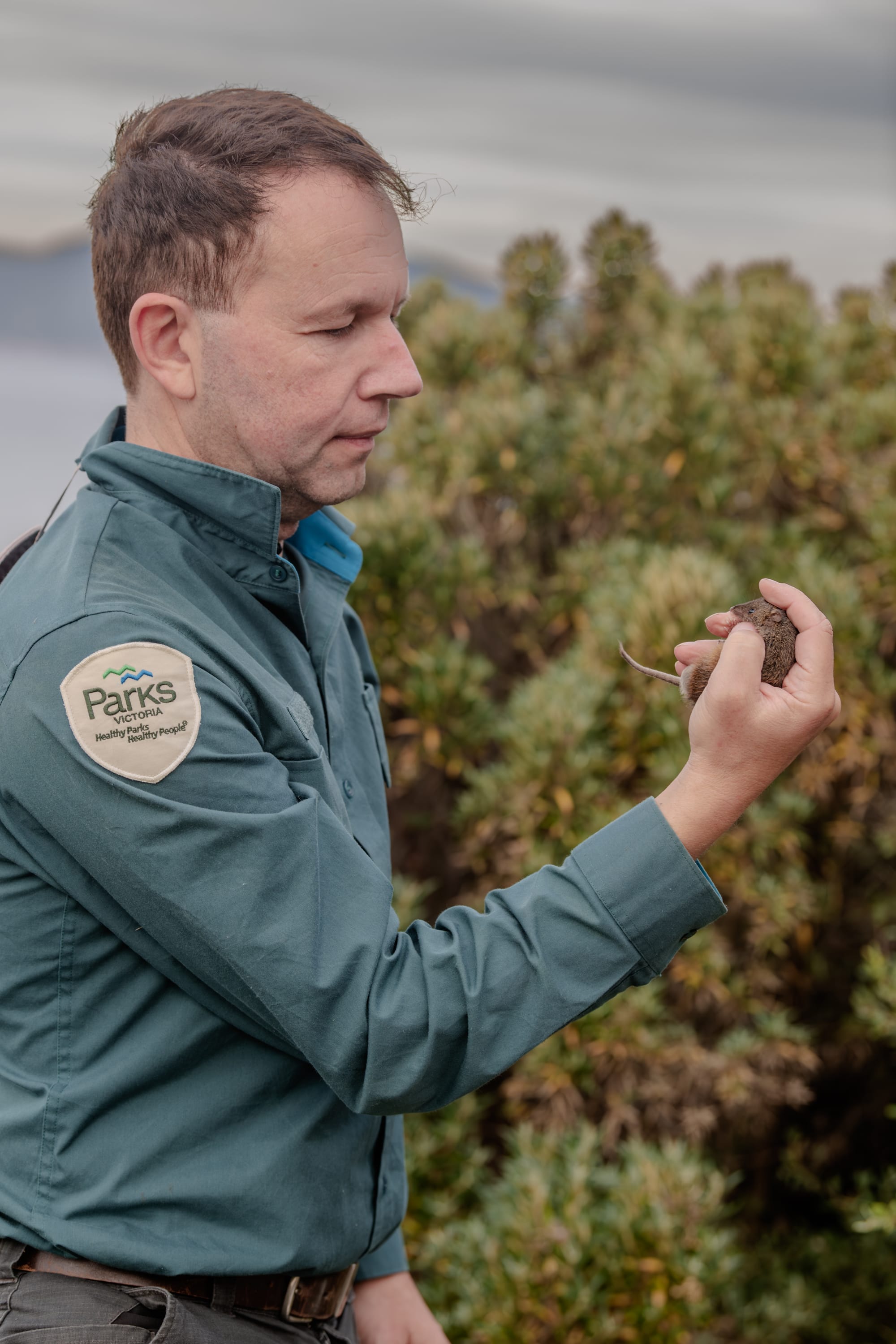 Researcher Antos and Swamp Antichinus Photo by Jeremy Tscharke