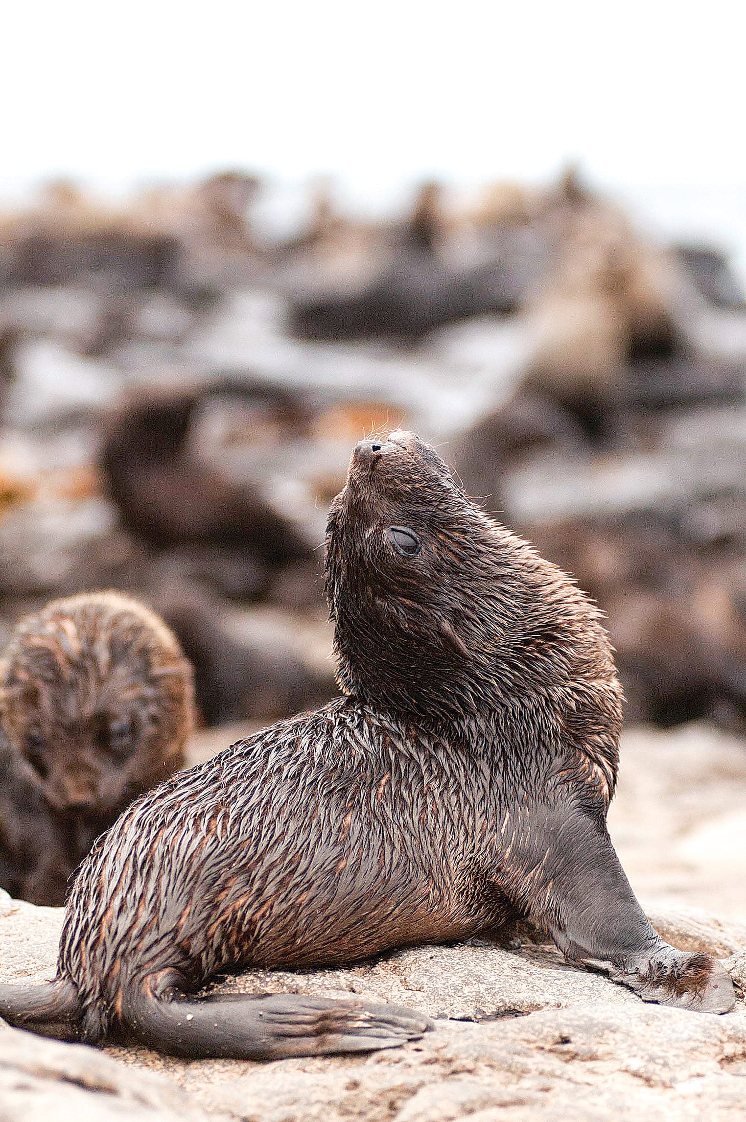 Vital data collected from the surveys is proving crucial in understanding the impacts on the Australian Fur Seal colony.