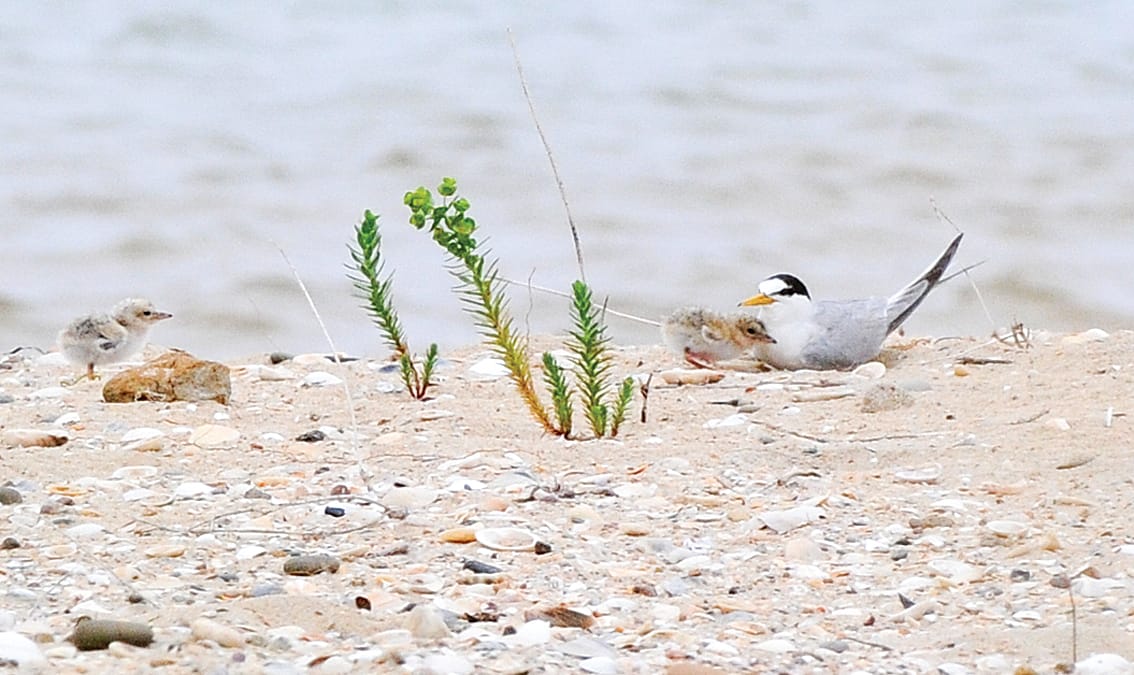 A Little Tern and its chicks.