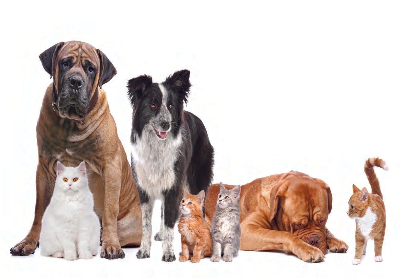 New shire plan says cats and dogs are family too