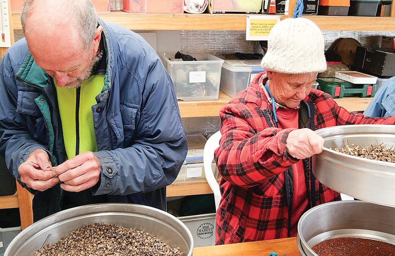 Friends of the Prom volunteers undertake all of the seed extraction and testing at their nursery at Tidal River.