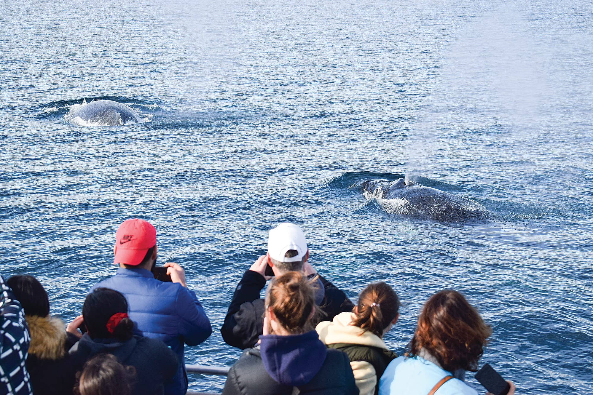 Aboard a whale-watching cruise lucky spotters can catch glimpses of these spectacular giants.
