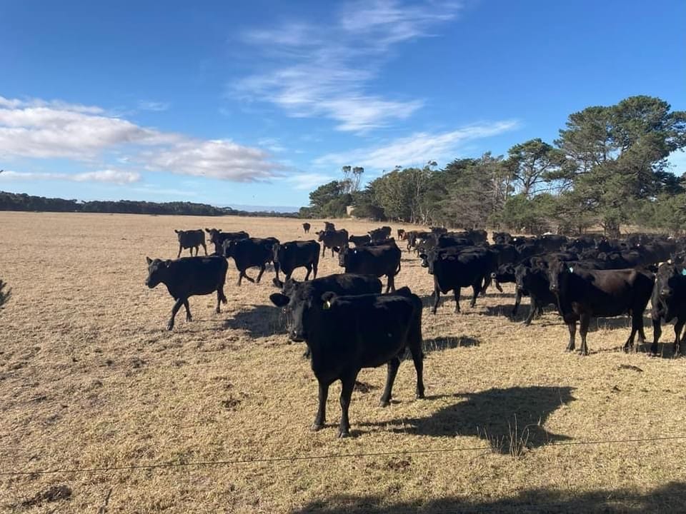 All the cattle that could be moved off King Island, some of it through Port Welshpool has already gone.