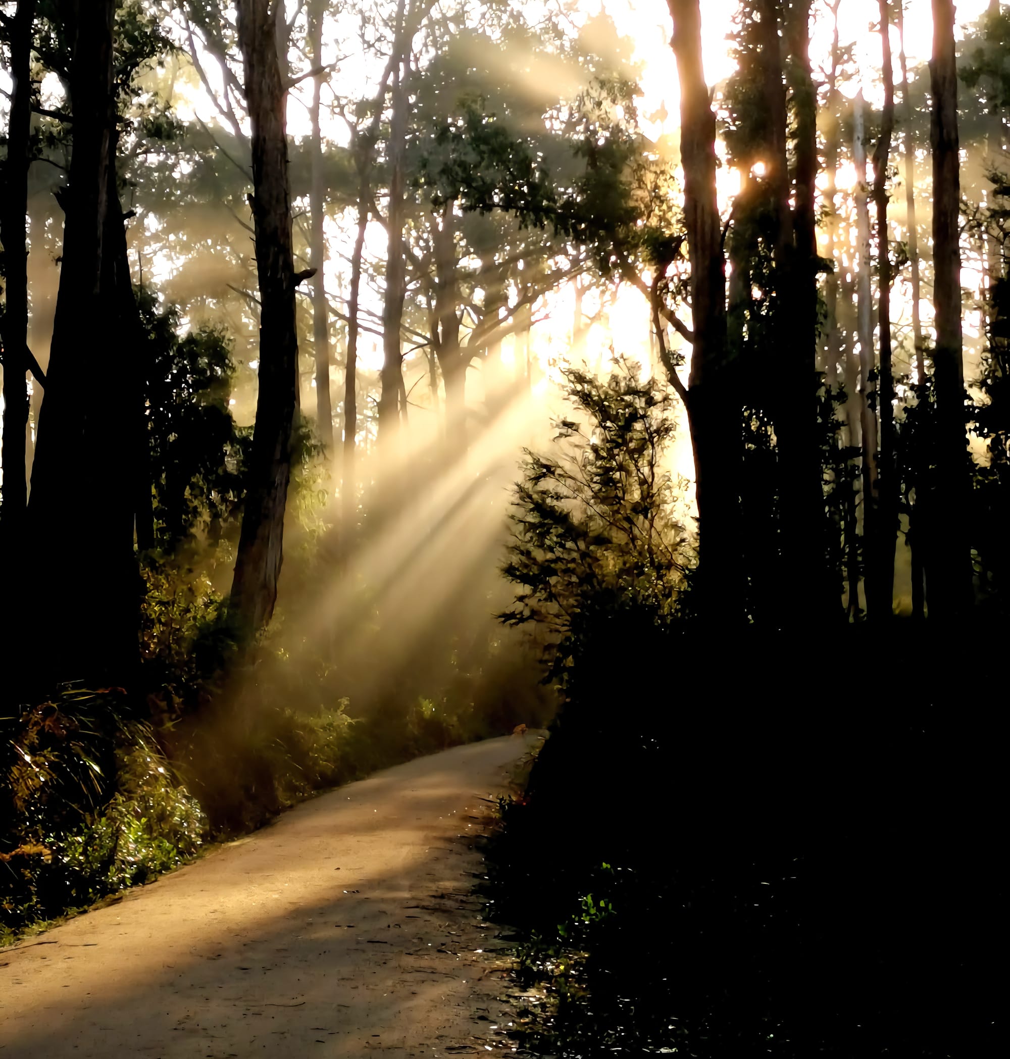 Grand Ridge Trail #248 greeted runners with a haze of fog and shafts of sunlight. 
