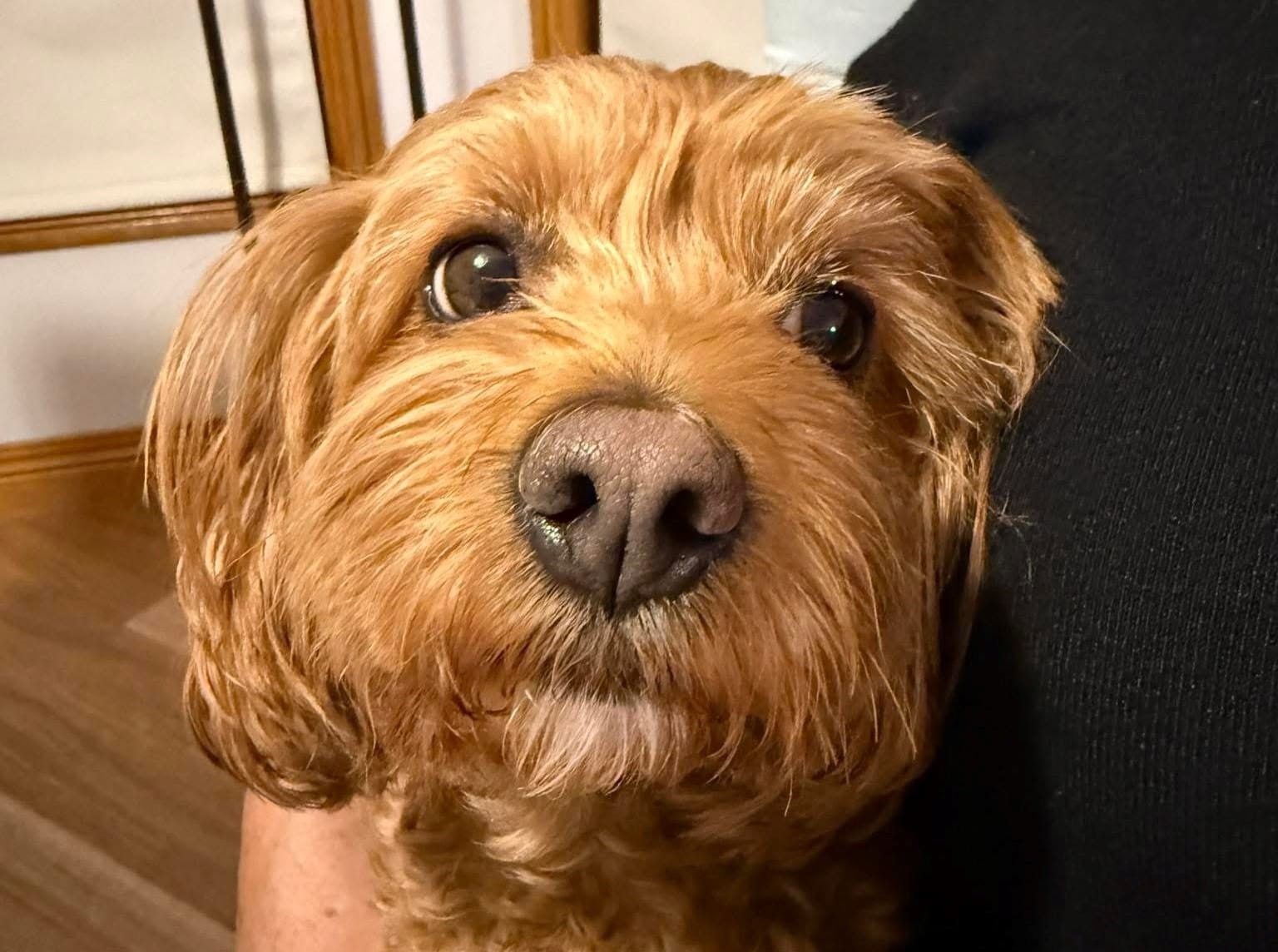 Two new dog parks highlight of shire’s draft domestic animal plan