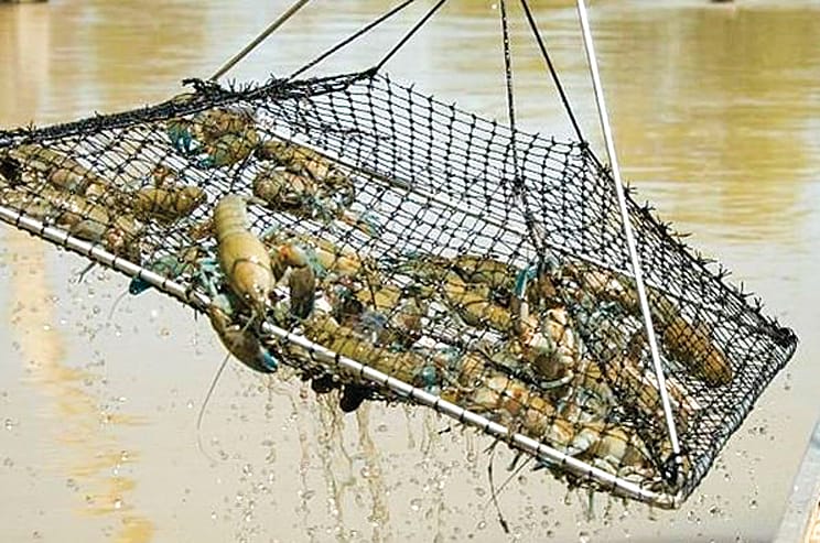 Two platypuses killed in illegal traps in Gippsland