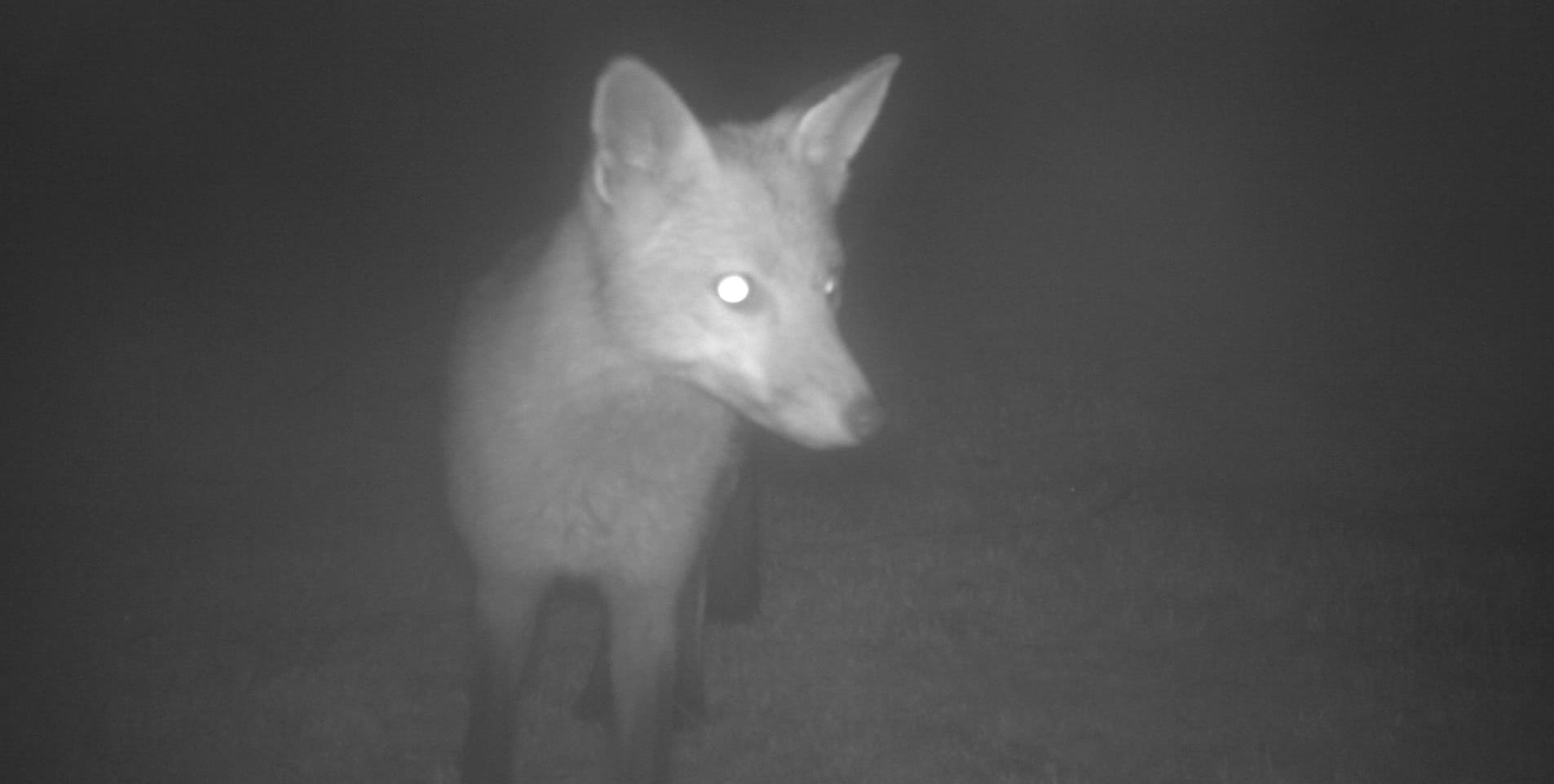 The exclusive Phillip Island fox has finally been found and removed.  
