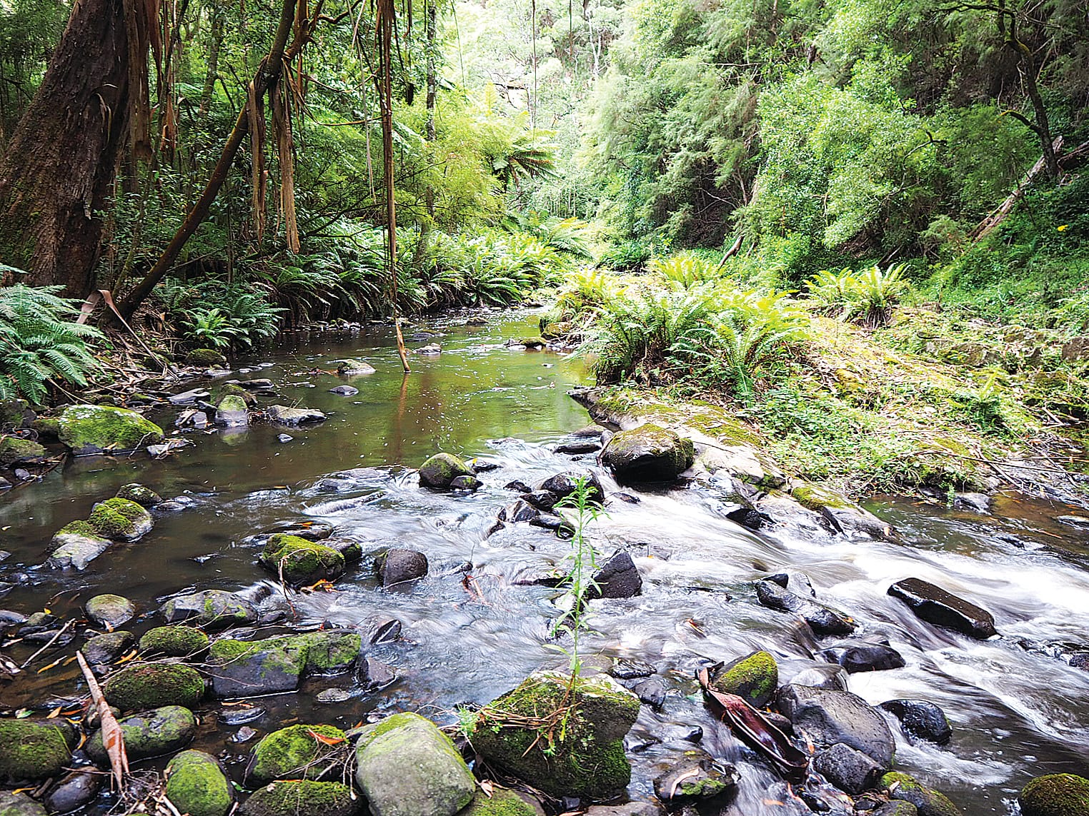 Franklin River, near the Mount Best headwaters.