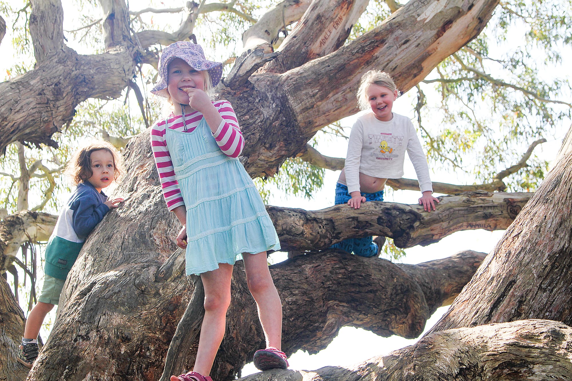 Paddy, Zara and Pippa from Inverloch enjoying the warm sun in the shade of their favourite gum tree.