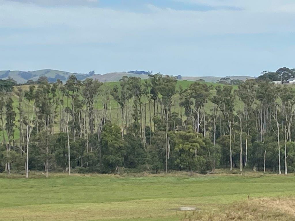 Not-so-sweet pittosporum sucking the life out of our bush
