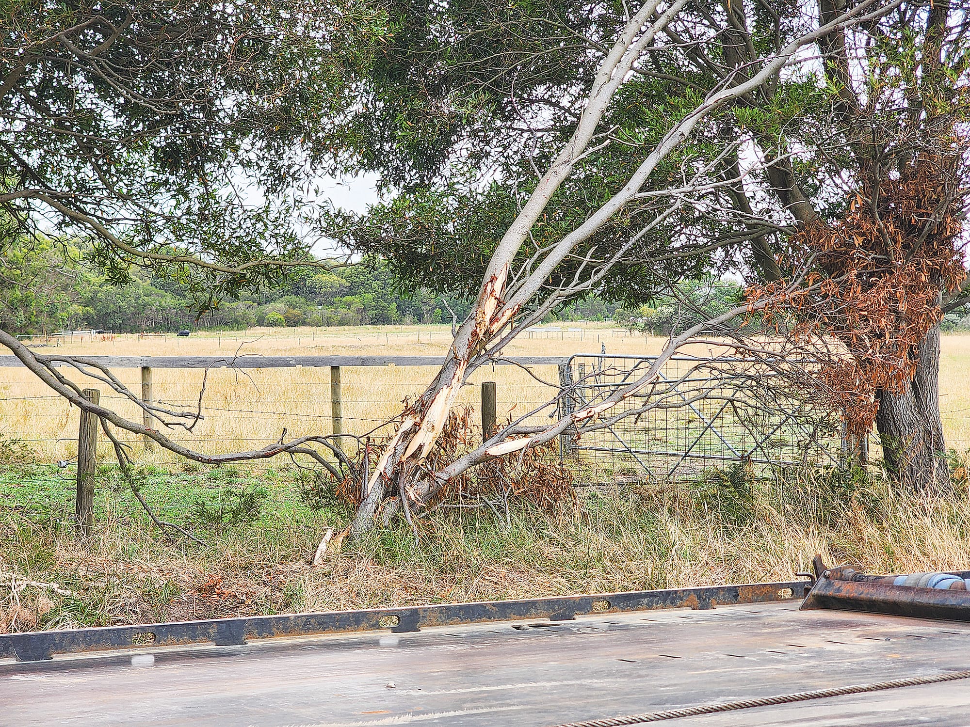 Damage to a tree near the intersection as visible at the January 14 collision from a car accident only weeks before. C54_0525