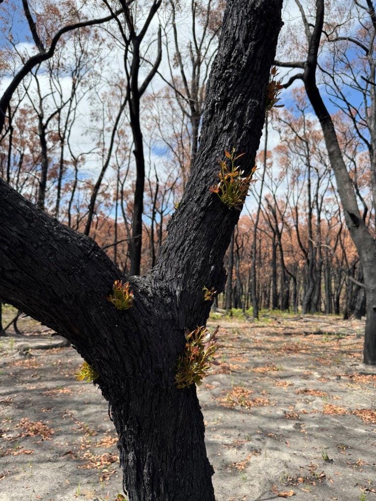 Where there’s life there’s hope but there are also plenty of lessons to be learned after The Gurdies bushfire just before Christmas.