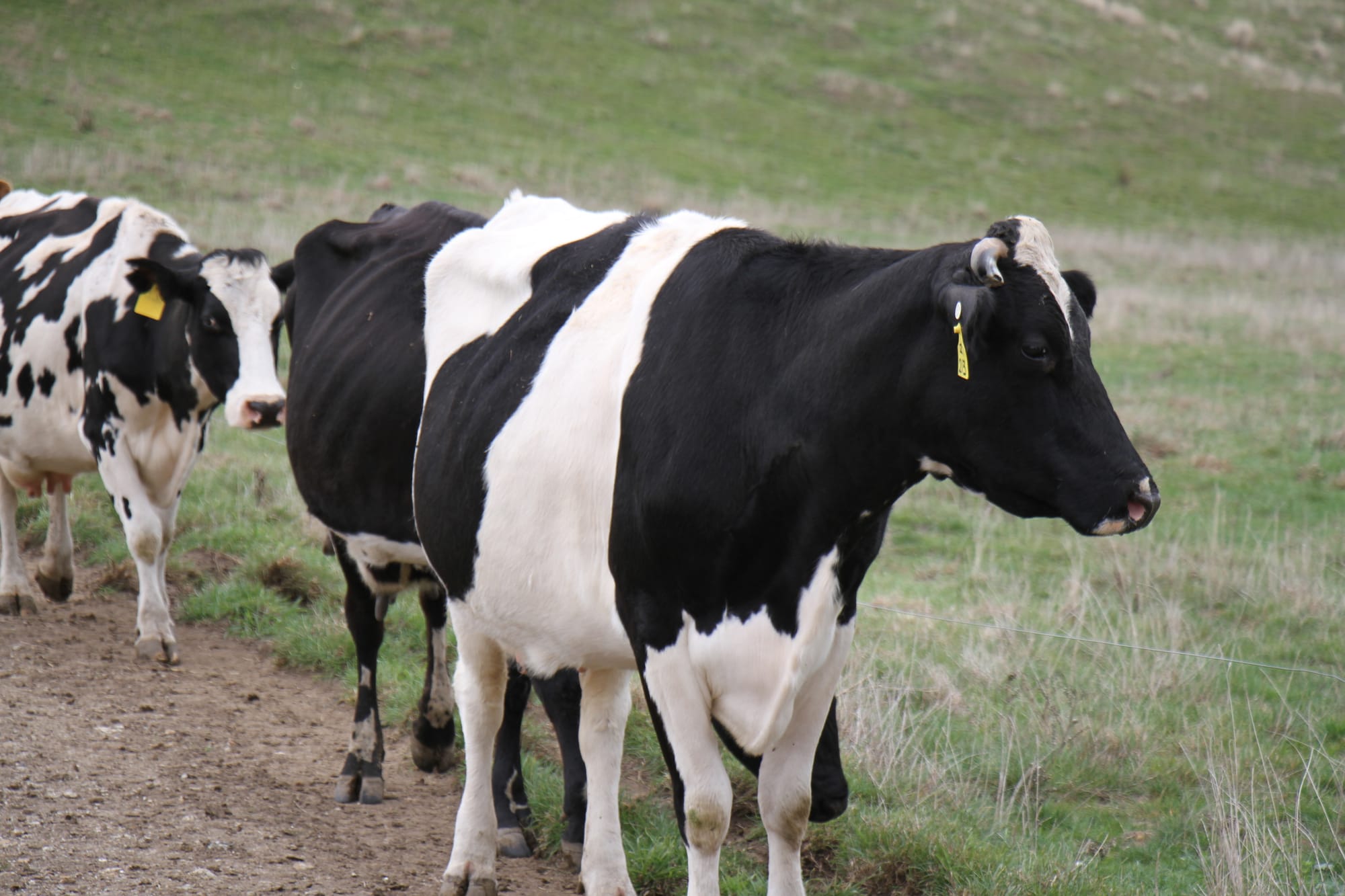 Lactalis acquisition threatens many iconic dairy brands according to UDV