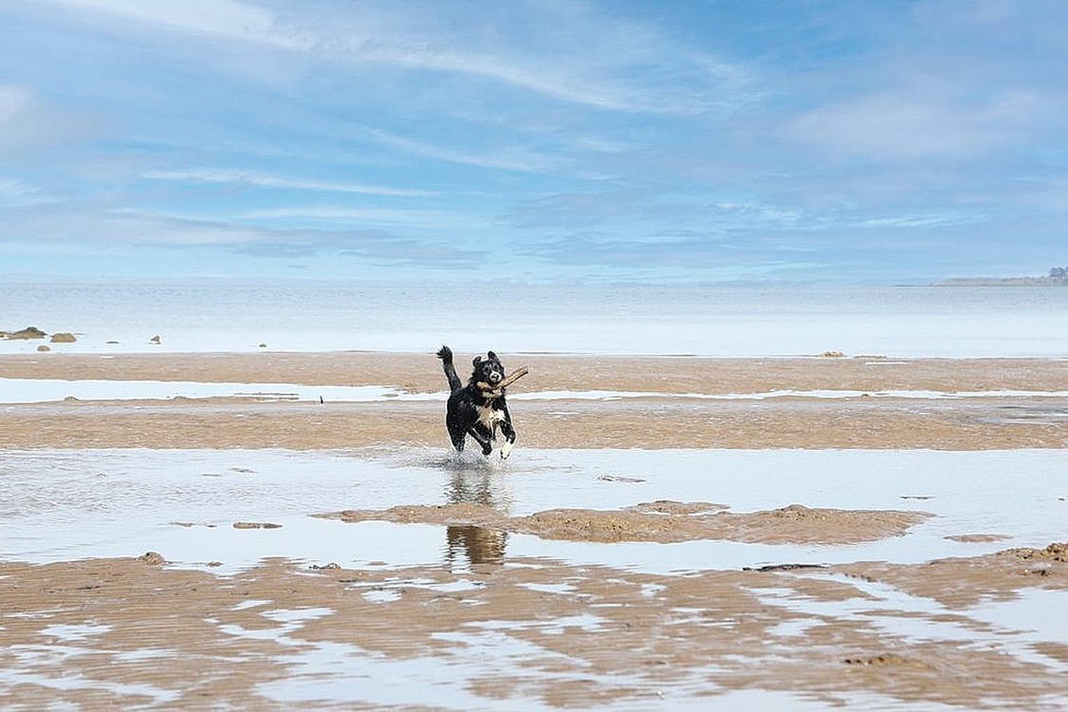 Dog rules at Bass Coast beaches back in force