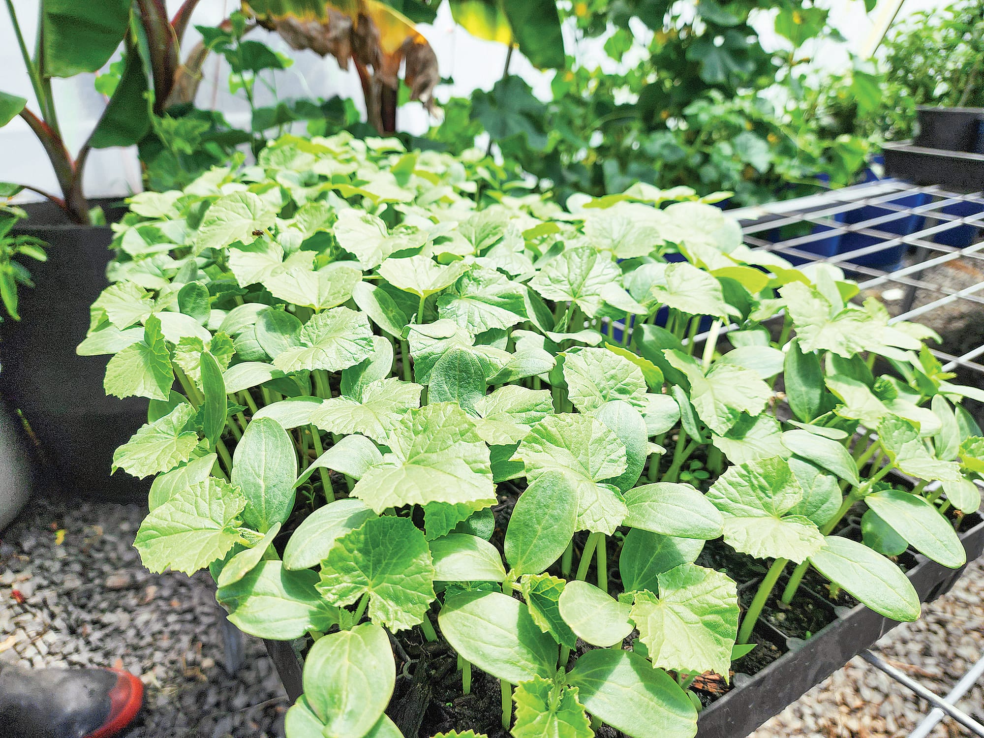 The pair also hope to include permanent tropical crops in the future, with banana trees already establishing themselves in the smaller greenhouses. C29_5022