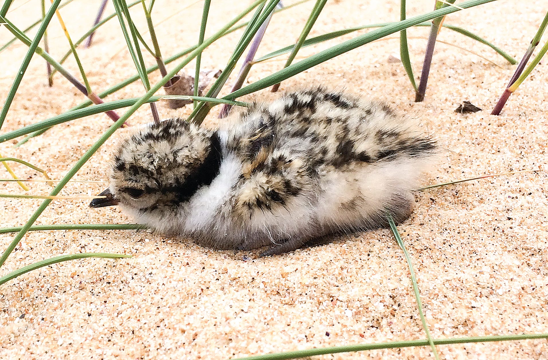 Hooded plover chicks and dune nesting birds are susceptible to animals and beachgoers with many stepped on in error along the high tide line.
