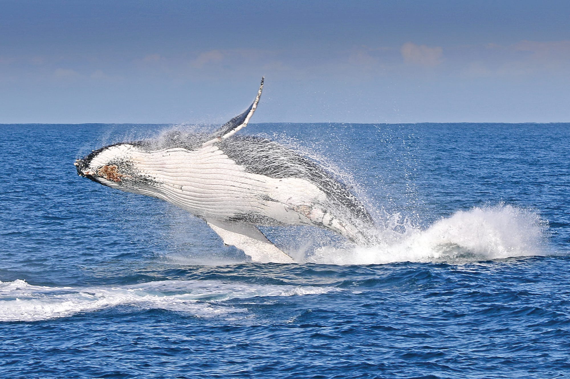 A humpback makes a dramatic entrance, launching from the sea in a spectacular breech off Phillip Island’s shores.