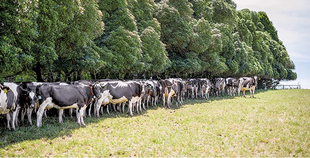 Heat-tolerant cows to boost dairy milk production