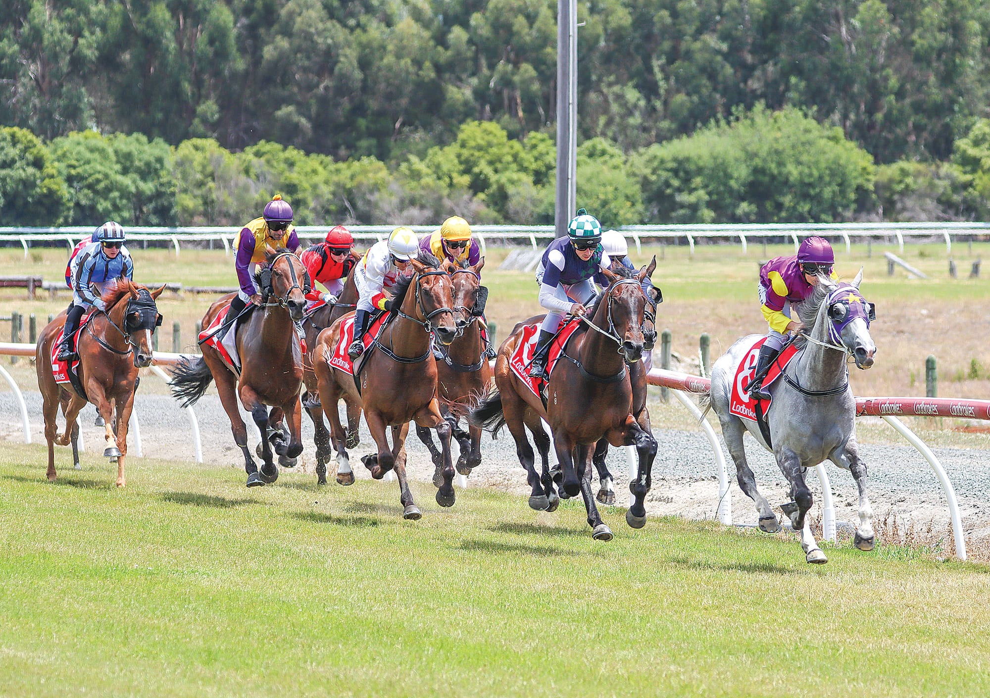 Horses head down the straight for the first time shortly after the start of Race 2.  A65_0125