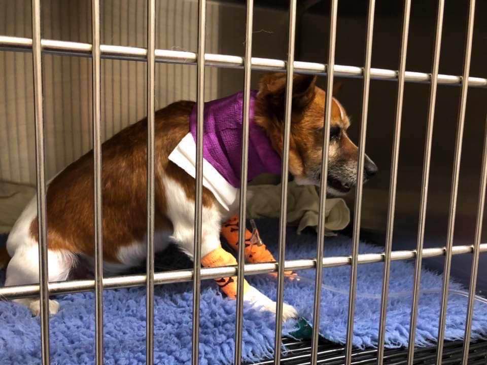 Dogs not us most at risk from snakes on the move