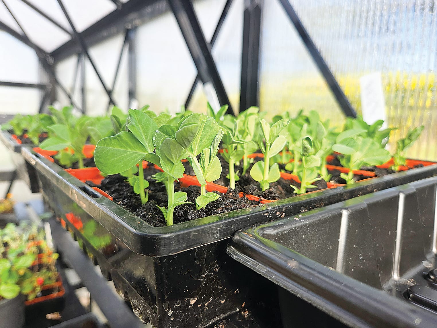 Volunteers are now propagating seedlings in the new glasshouse.
