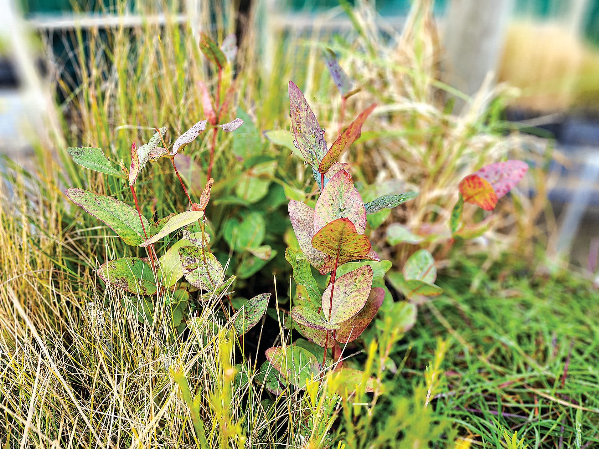 Limited species winter sale