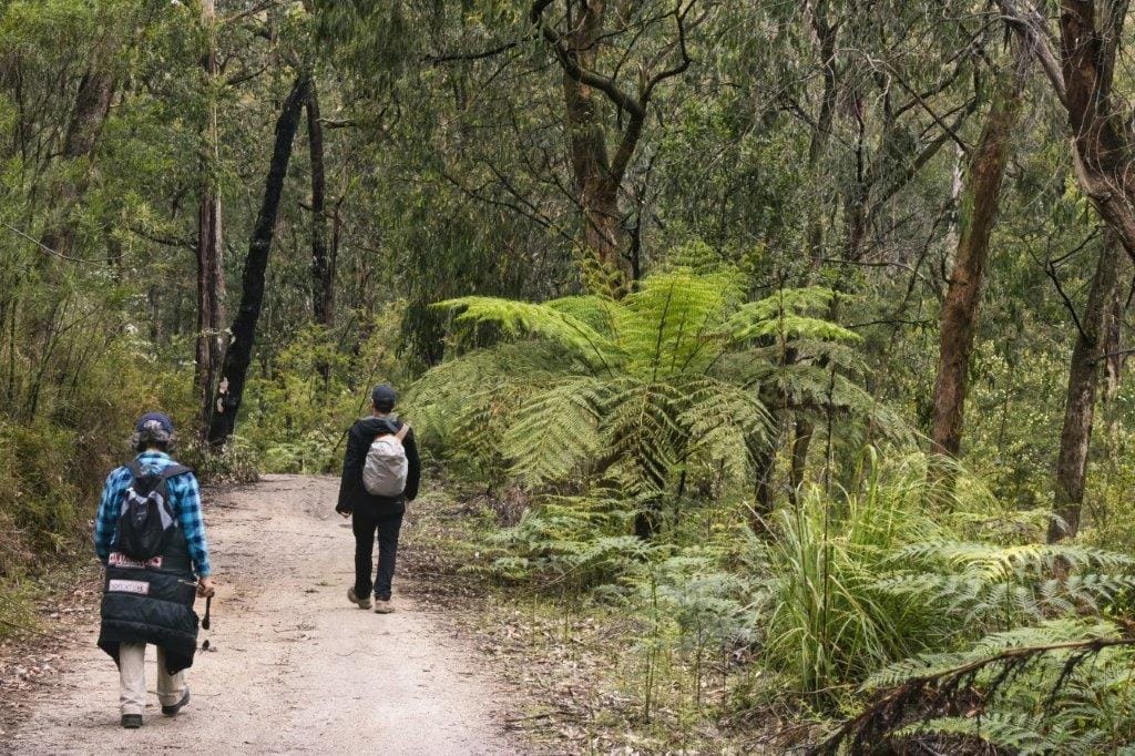 Forest in Mirboo North still waiting for classification six years on