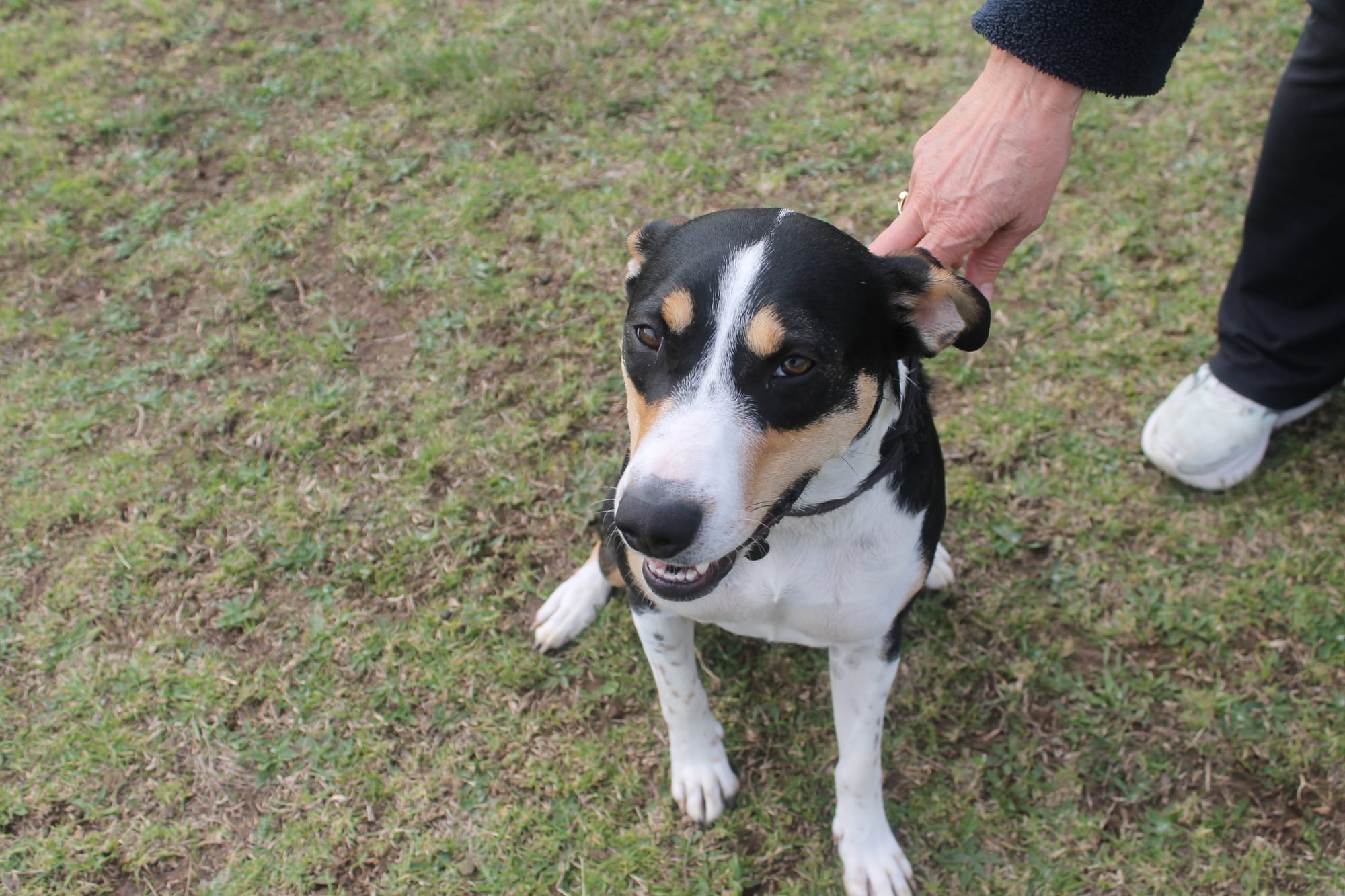 Belle about to enjoy off-leash time at Blue Gum Reserve in Cowes. B10_2925