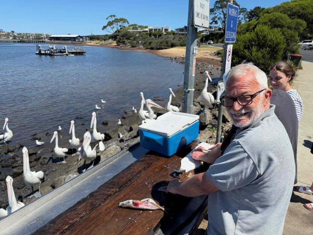 The fishing has been good, according to Cape Woolamai regular Steve Flack, with trevally, flathead, tuna and pinkies on the go, but the local pelicans weren’t about to miss out on a feed as they gathered around the fish-cleaning table.