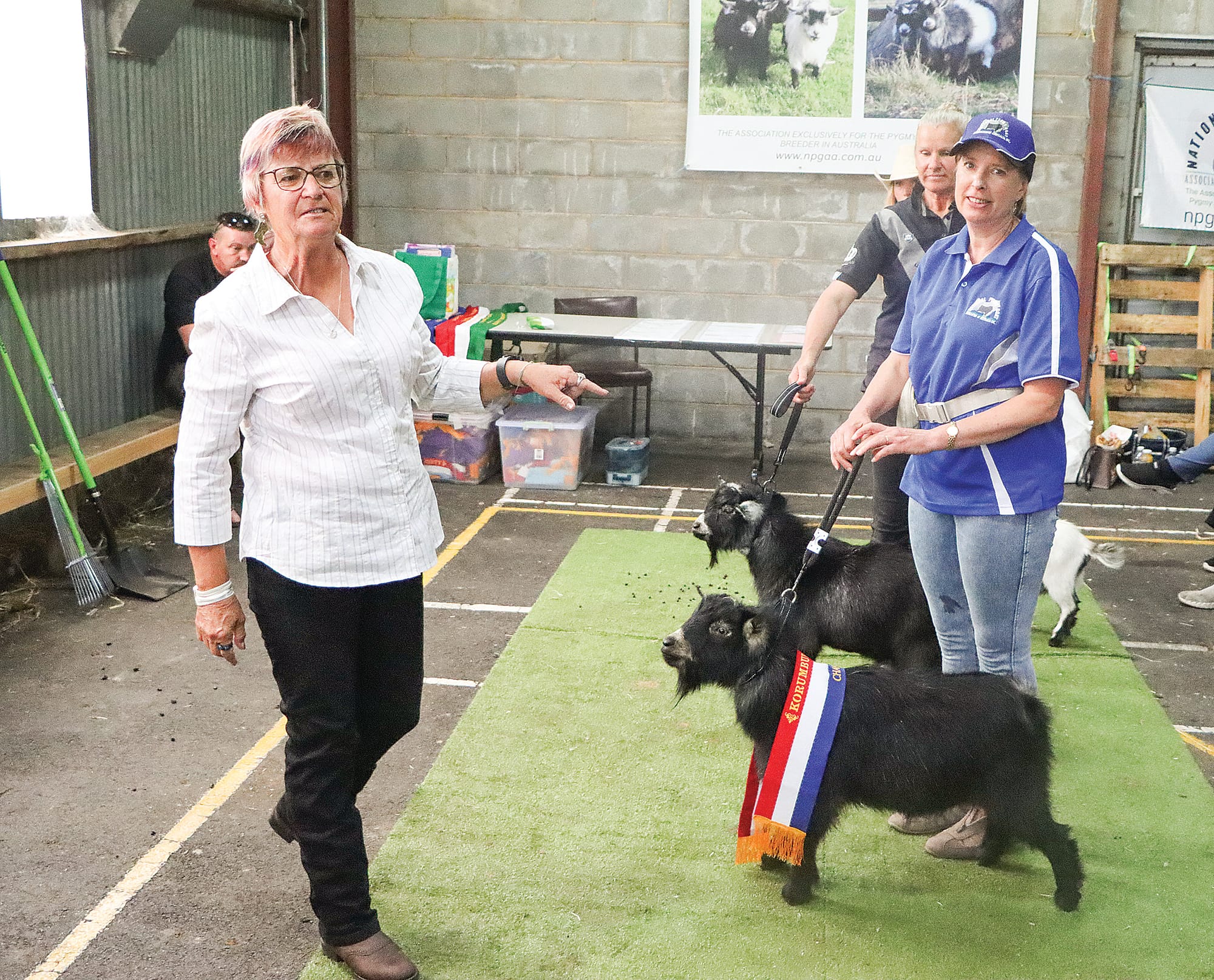 Judge Louise Charman awards Champion Buck status to ‘Trinity Apollo’, impressed with his masculine nature. A33_0625