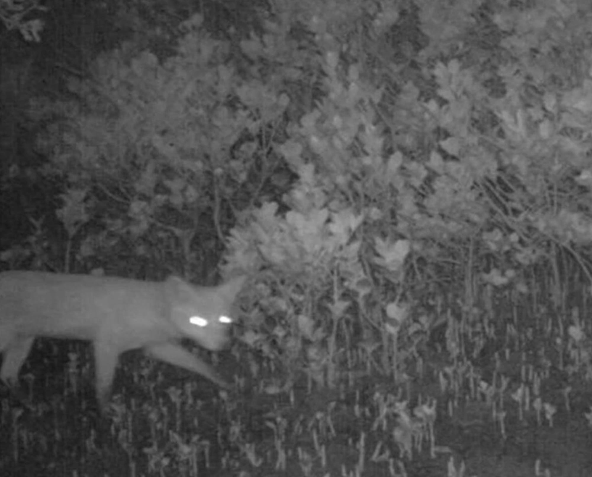 Fox on the run sparks Phillip Island fears
