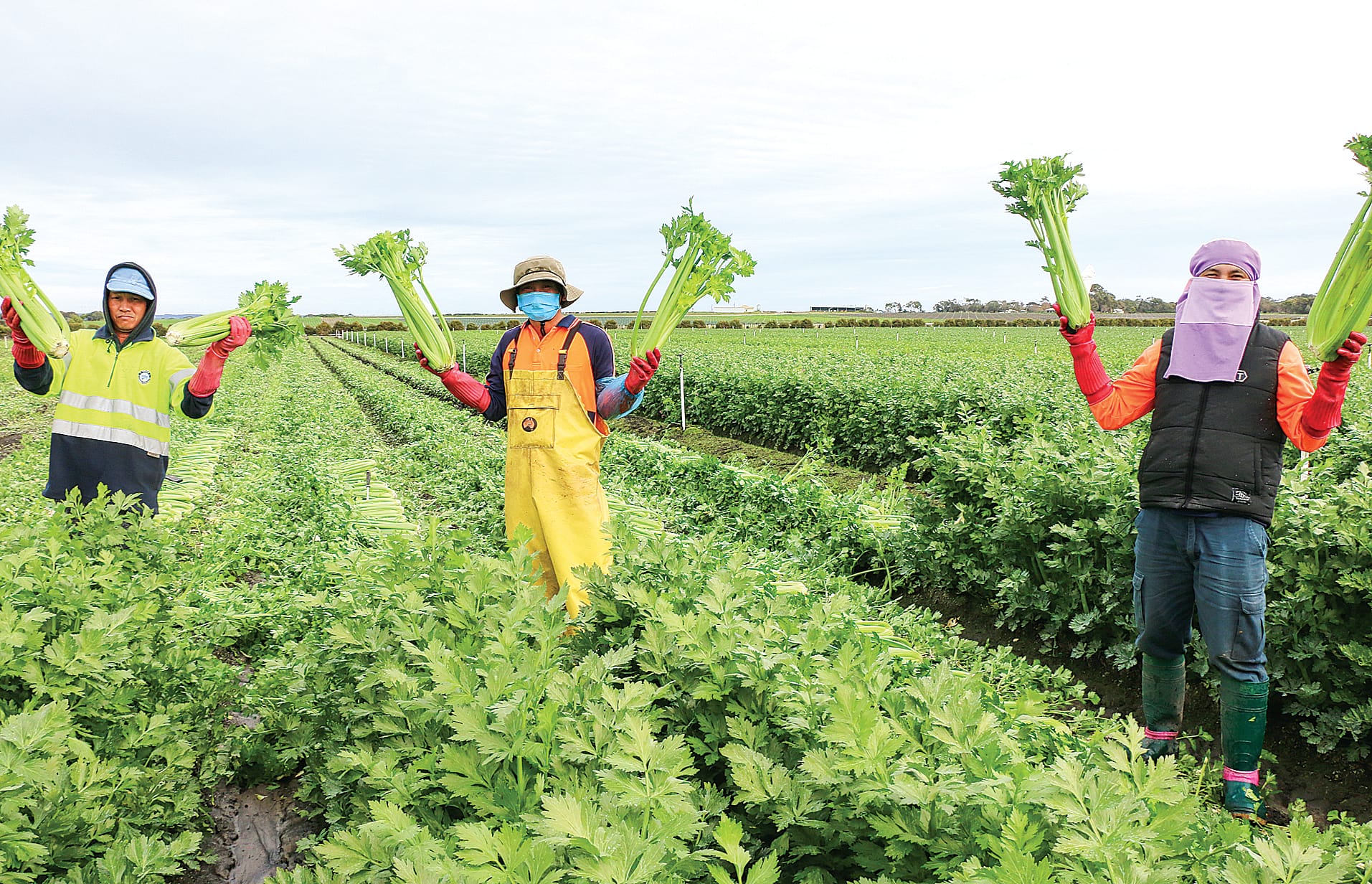 Schreuers’ celery crop stays high if not dry