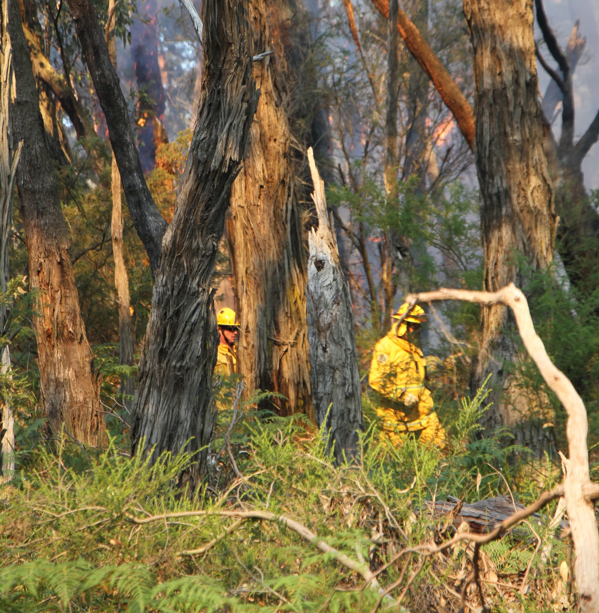 'Extra crews and aircraft' join The Gurdies fire fight