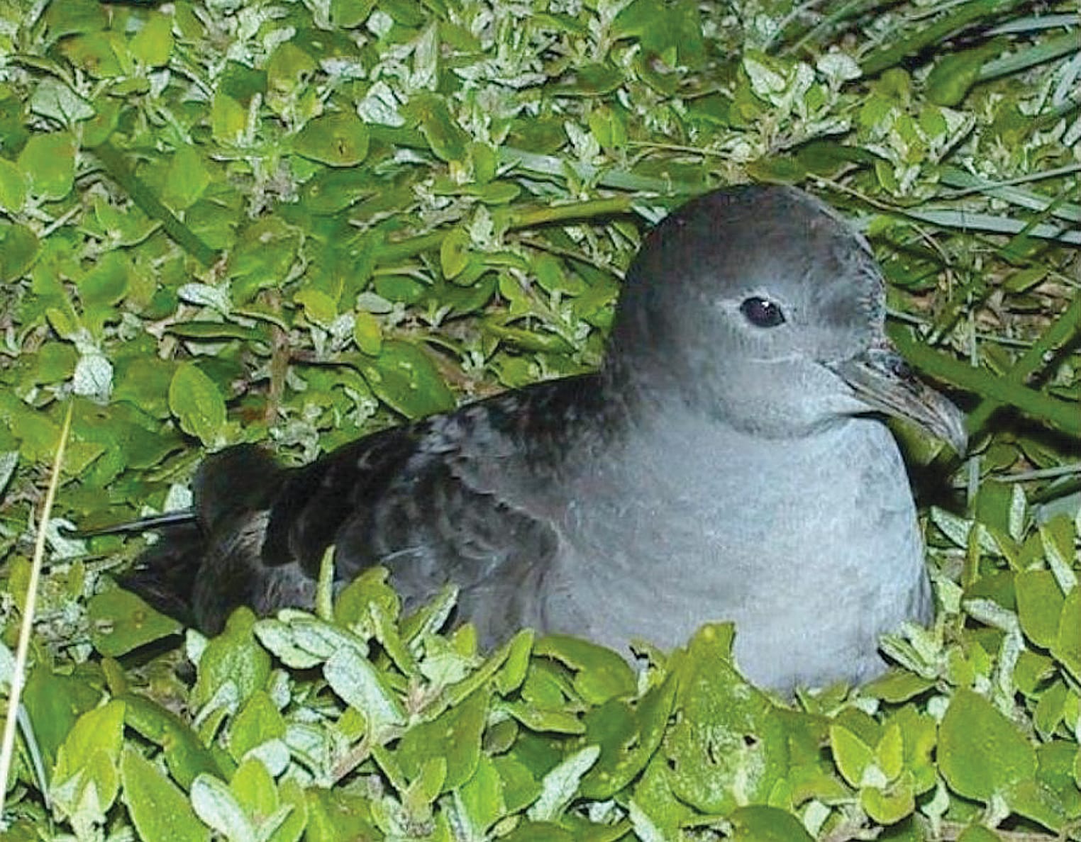 This image of a Short-tailed Shearwater, used on the ‘no’ campaigns posters appears to have been taken from Phillip Island Nature Parks literature.