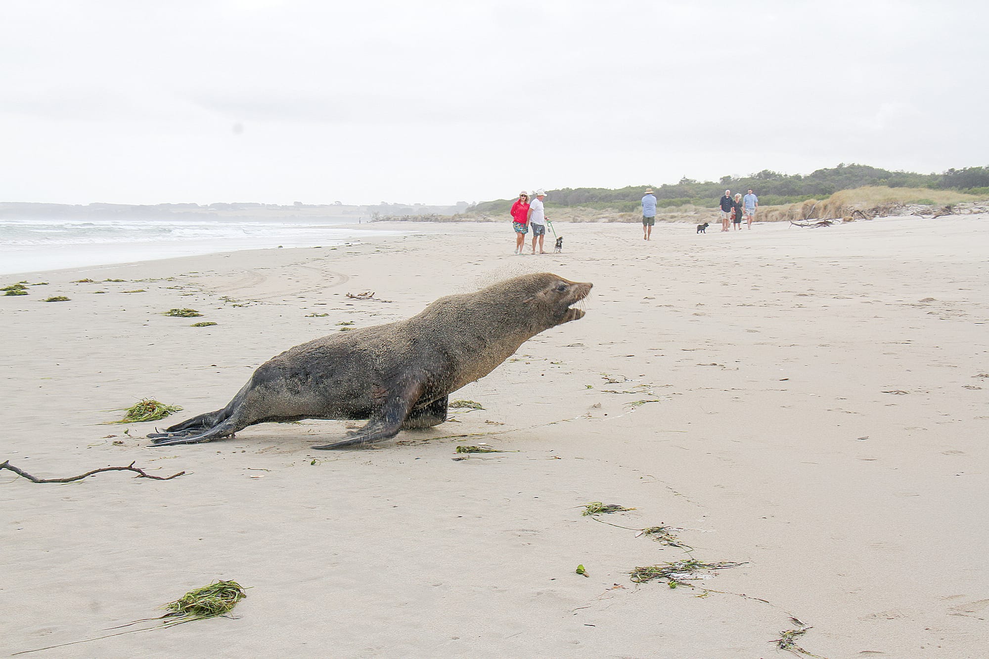 The rare appearance of an Australian Fur Seal on the Inverloch surf beach creates a stand-off with beachgoers