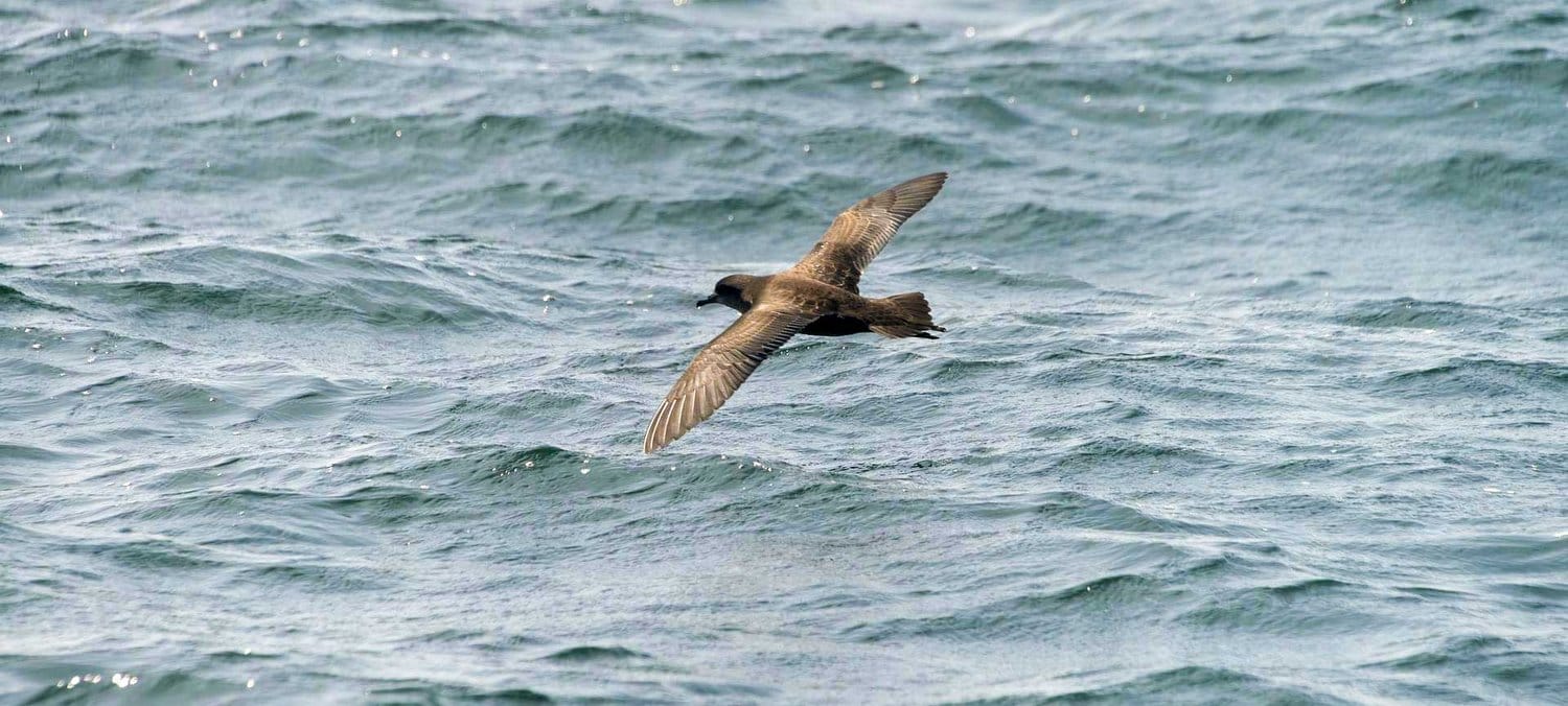 A real threat, but no detection yet for HPAI H5N1 avian flu