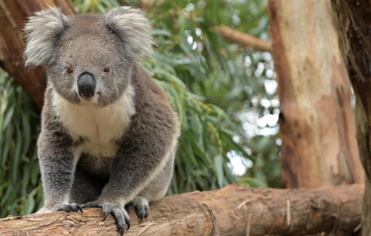 Are the Island’s koalas headed for extinction?