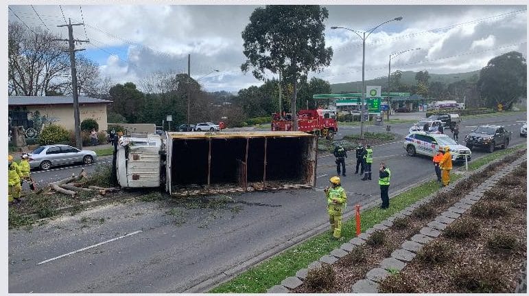 Lucky result after cattle truck rolls