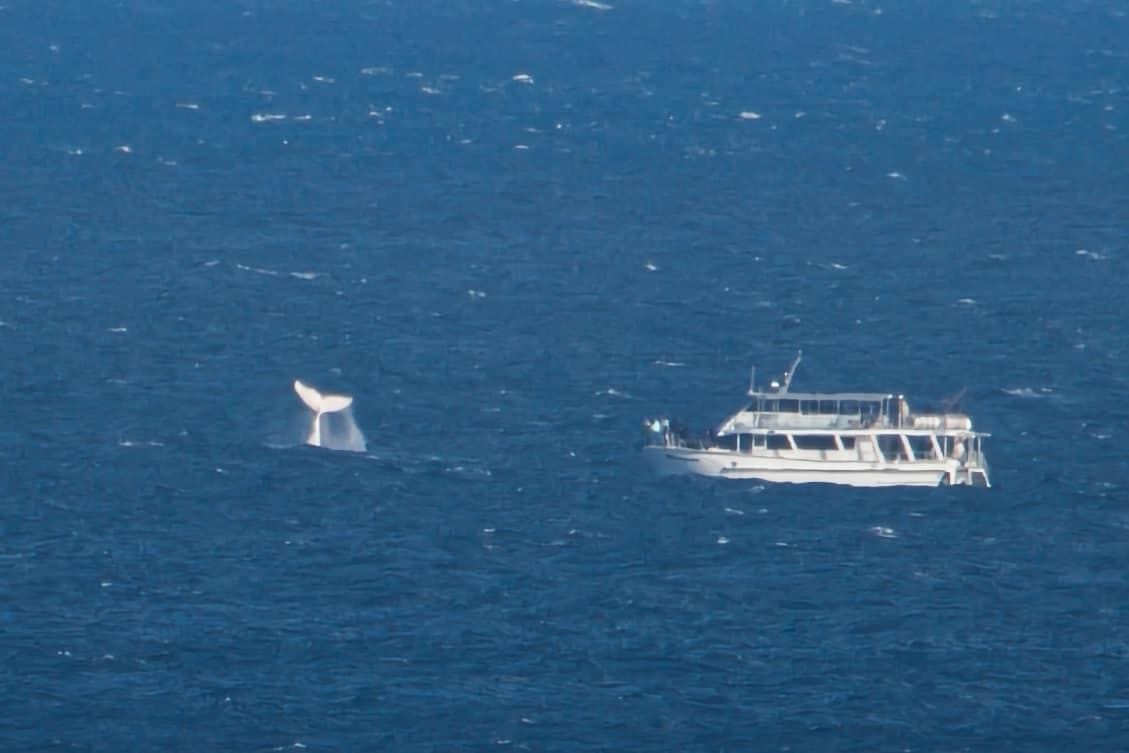 Whales arrive right on cue for Phillip Island’s festival