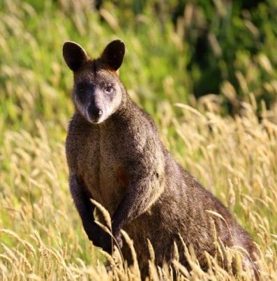 Disturbing discovery after wallabies shot