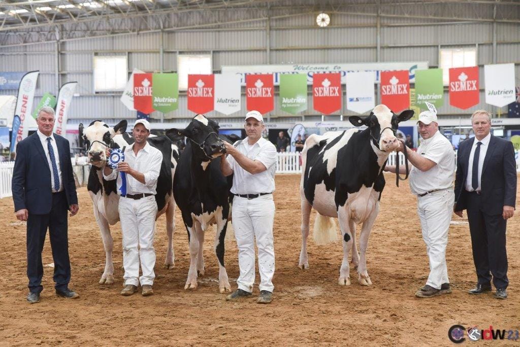 Australia’s National Holstein Show Class 21 pen of three females owned by the exhibitor. 1st. - View Fort Holsteins, Tarwin,
