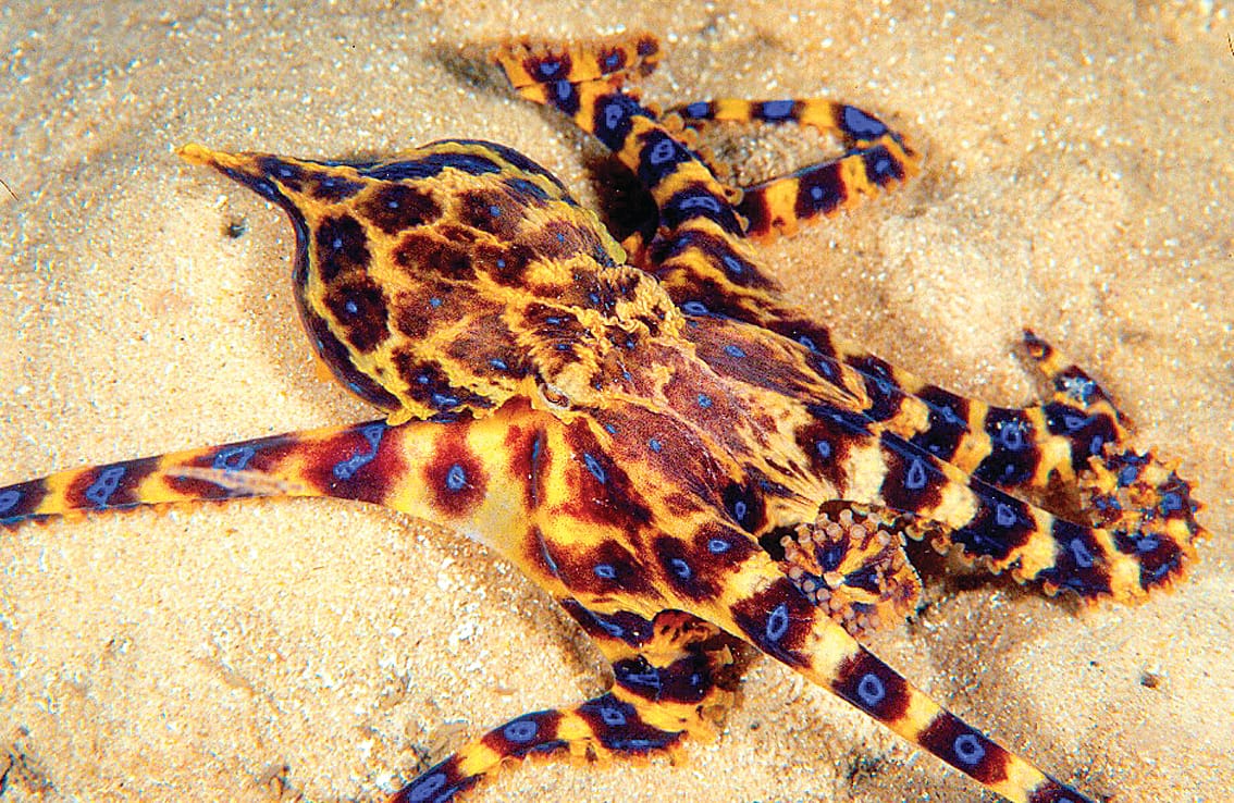 Deadly octopus spotted on Silverleaves Beach