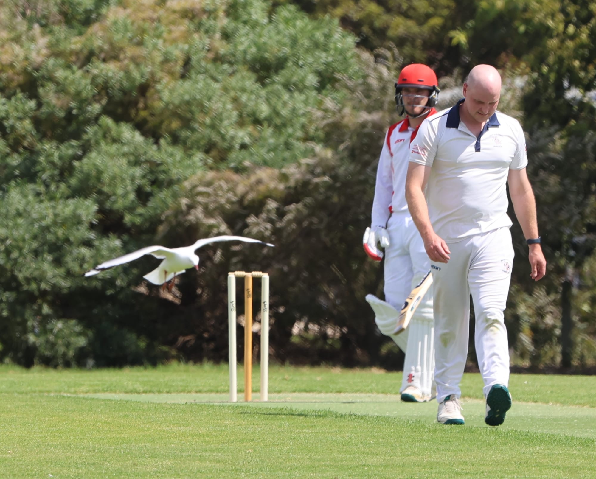 Pesky Newhaven cricket fan has players in a flap